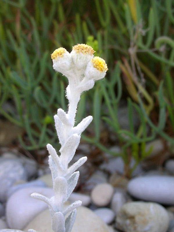 Achillea maritima / Santolina delle spiagge